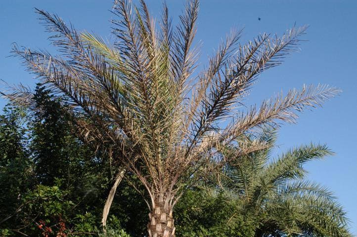 Tampa Bay is Ground Zero for a New Palm Tree Killer