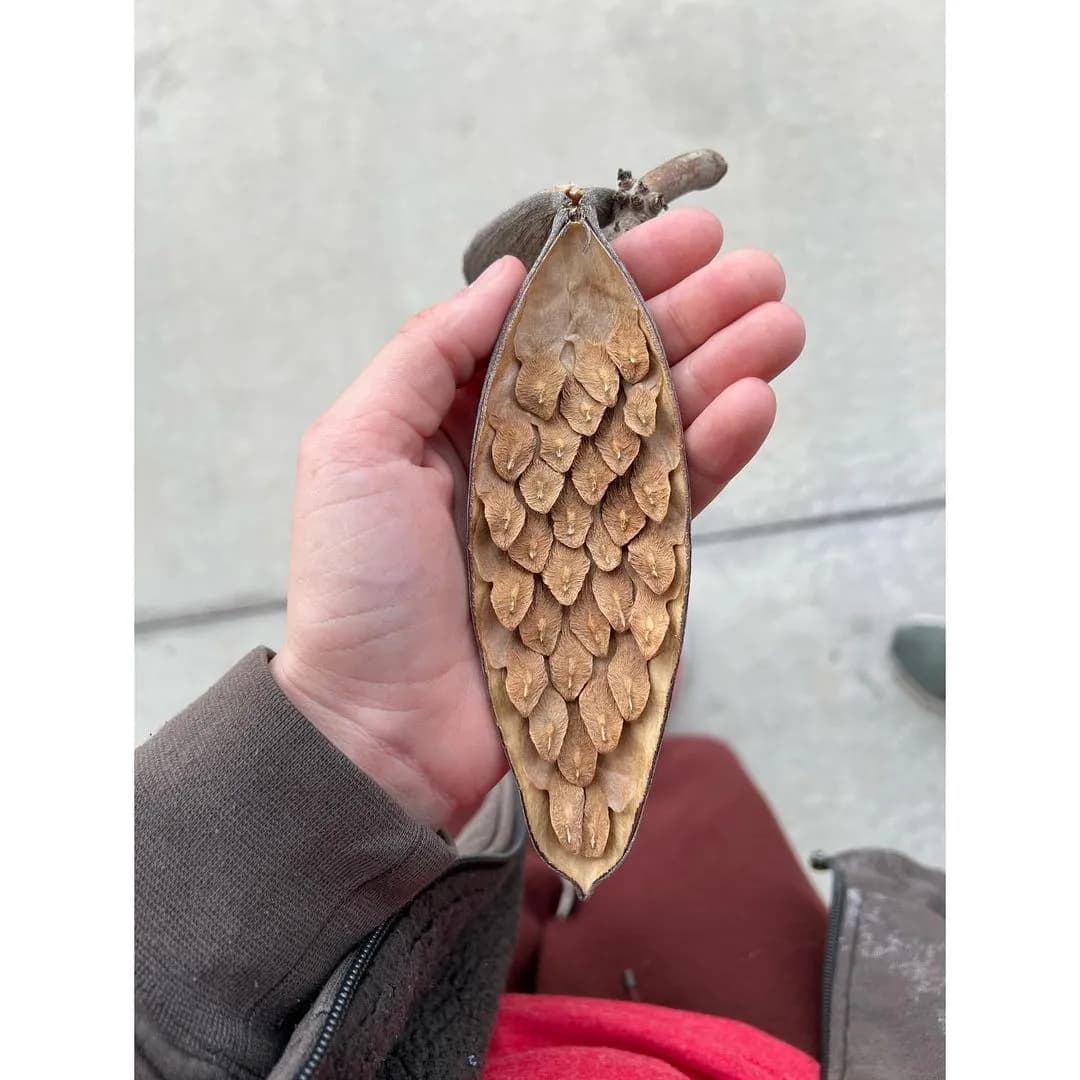 Monarch butterfly resting on a blooming Plumeria plant at a tropical market