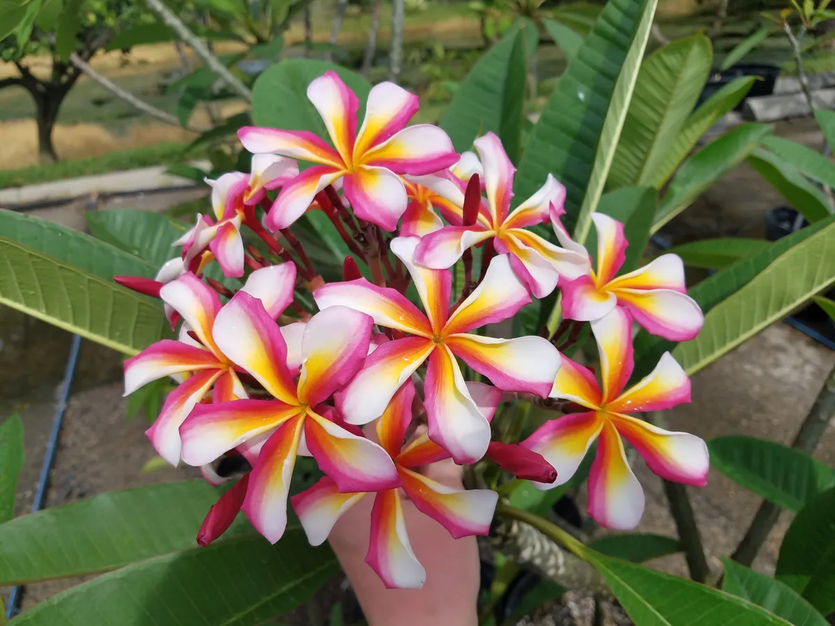 Vibrant Candystripe Plumeria blooms in pink, yellow, and white