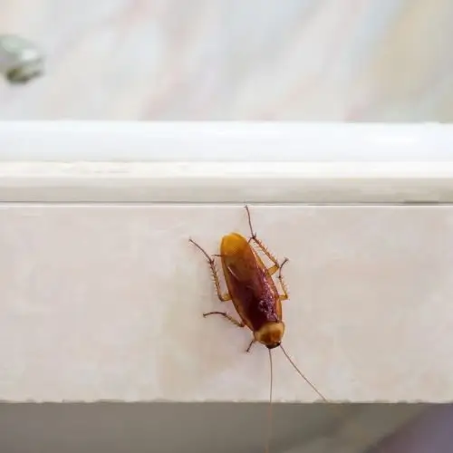 Cockroach control for home interiors