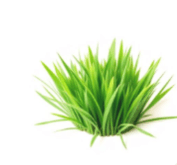 Spring Lawn Care Guide for Florida Homeowners