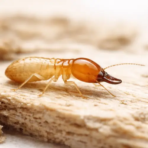 How to Prevent Termites in Your Florida Home