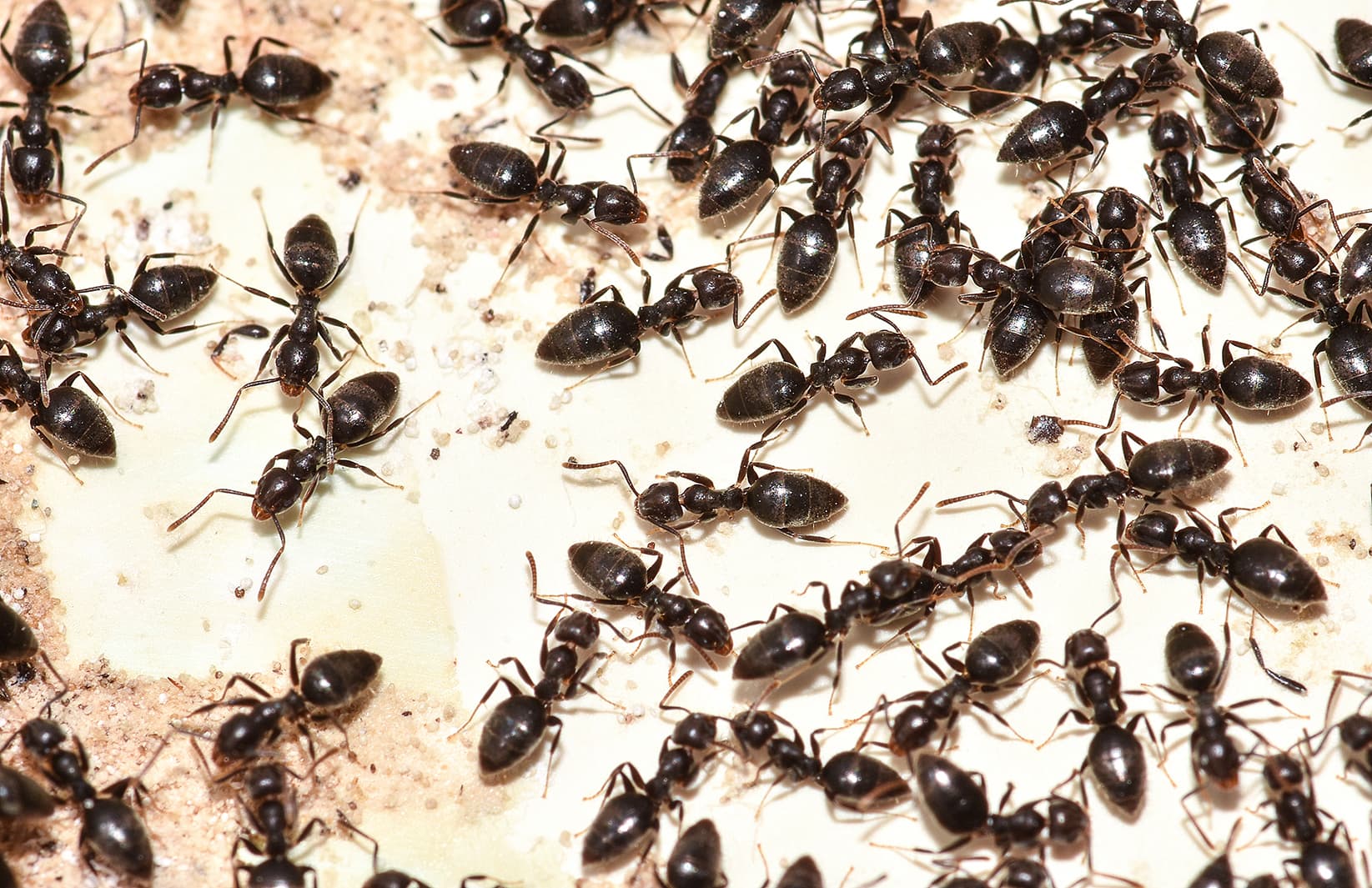 Ant species commonly found in Florida homes