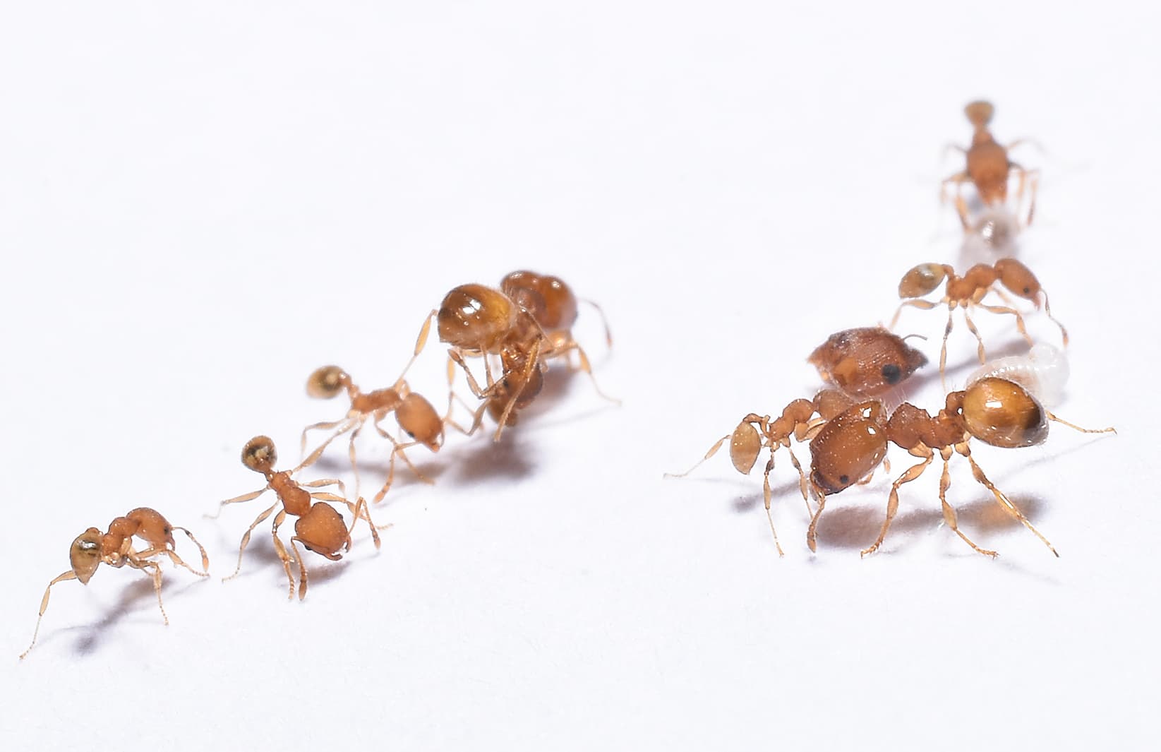 ABC Pest Control, Inc. ant treatment service