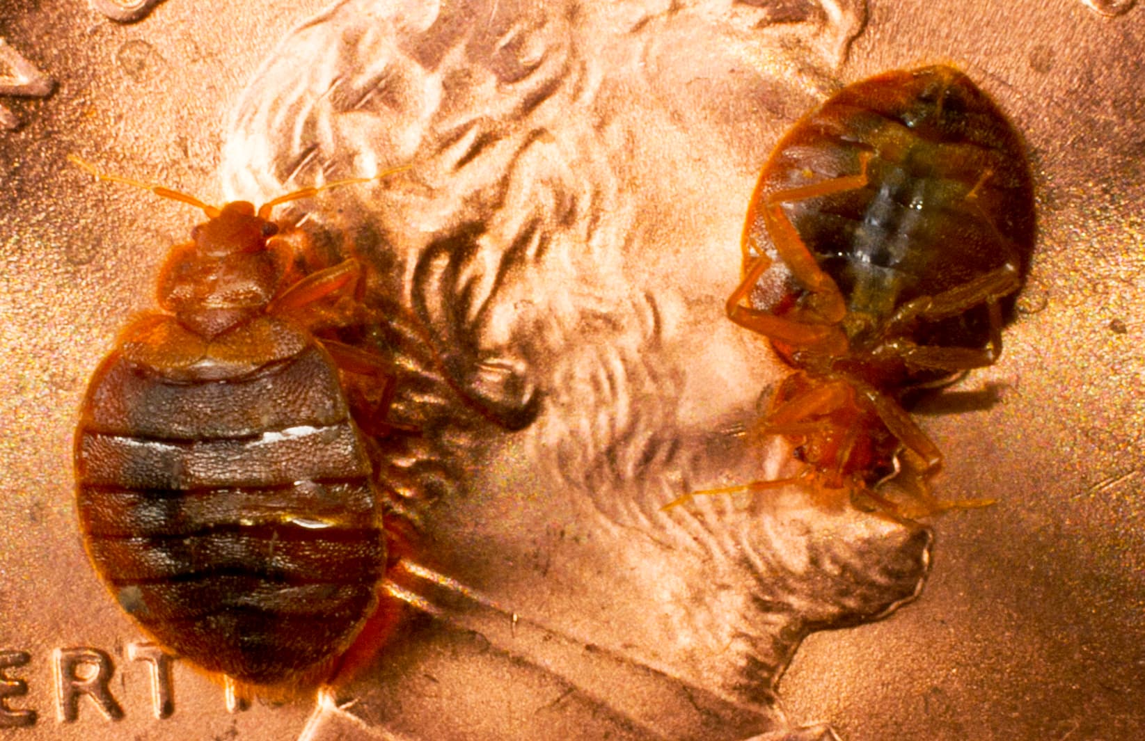 Bed bug specimen for identification
