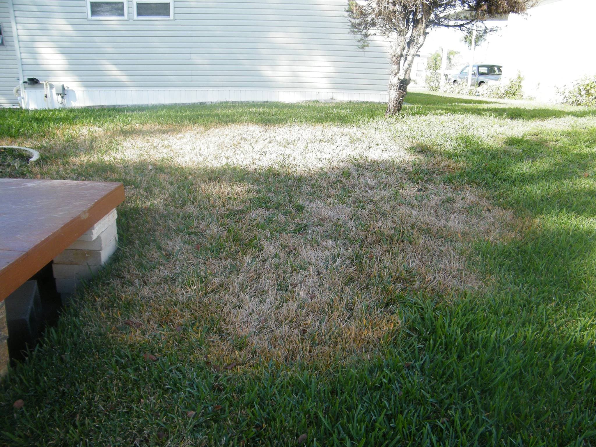 Healthy lawn after treatment