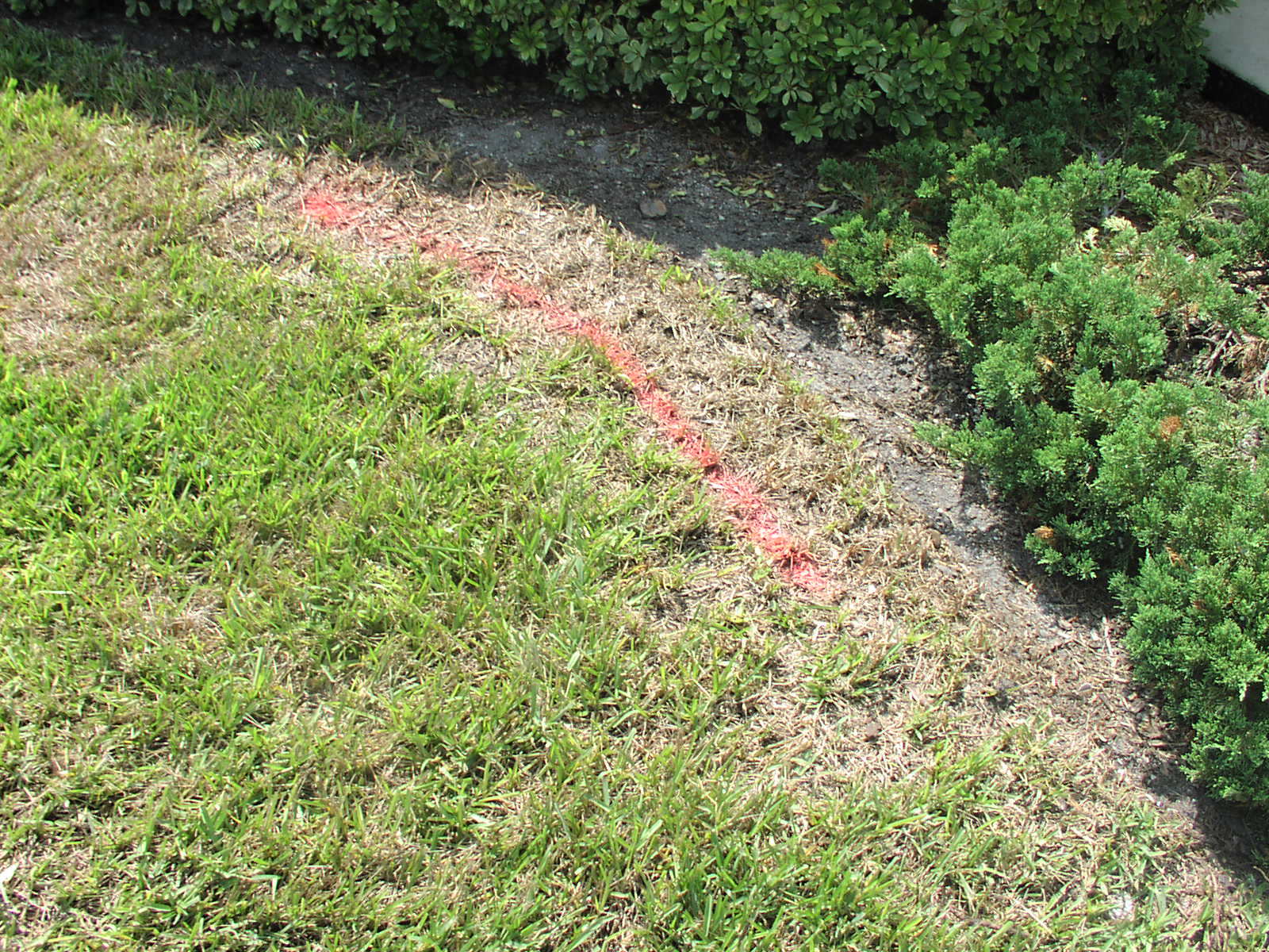 Weed-free lawn result