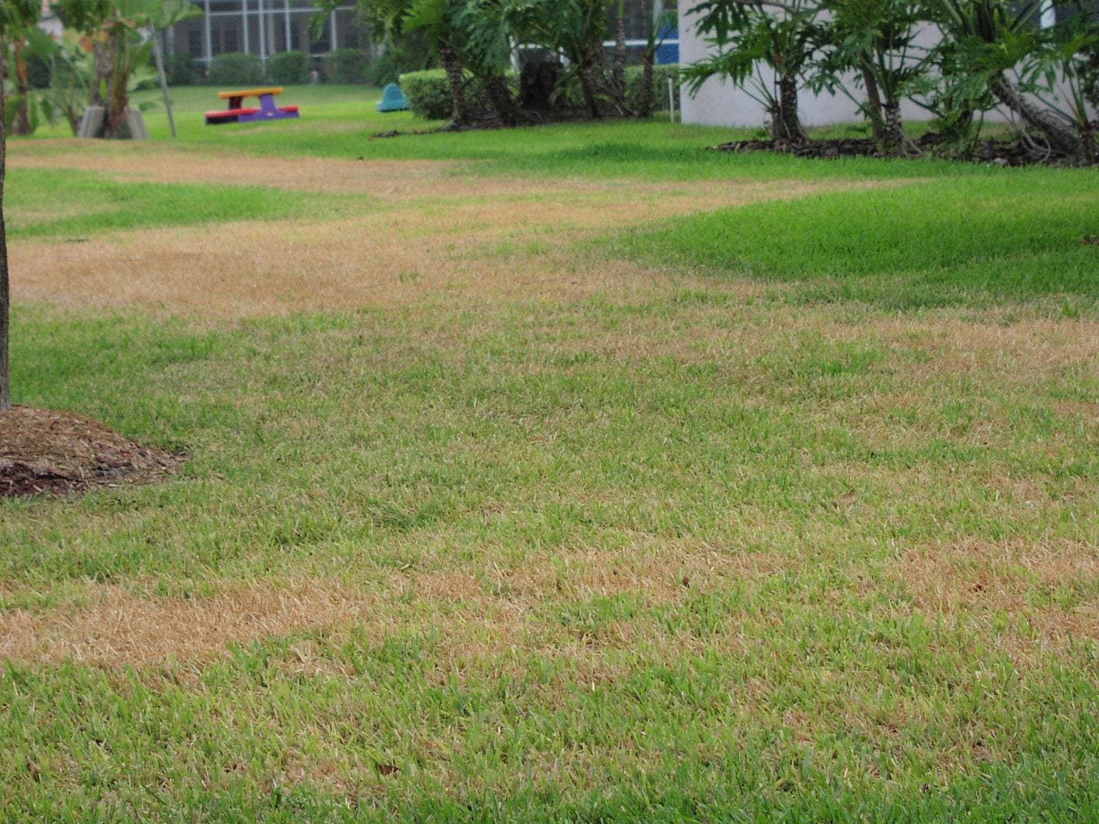 Green lawn with reduced watering needs