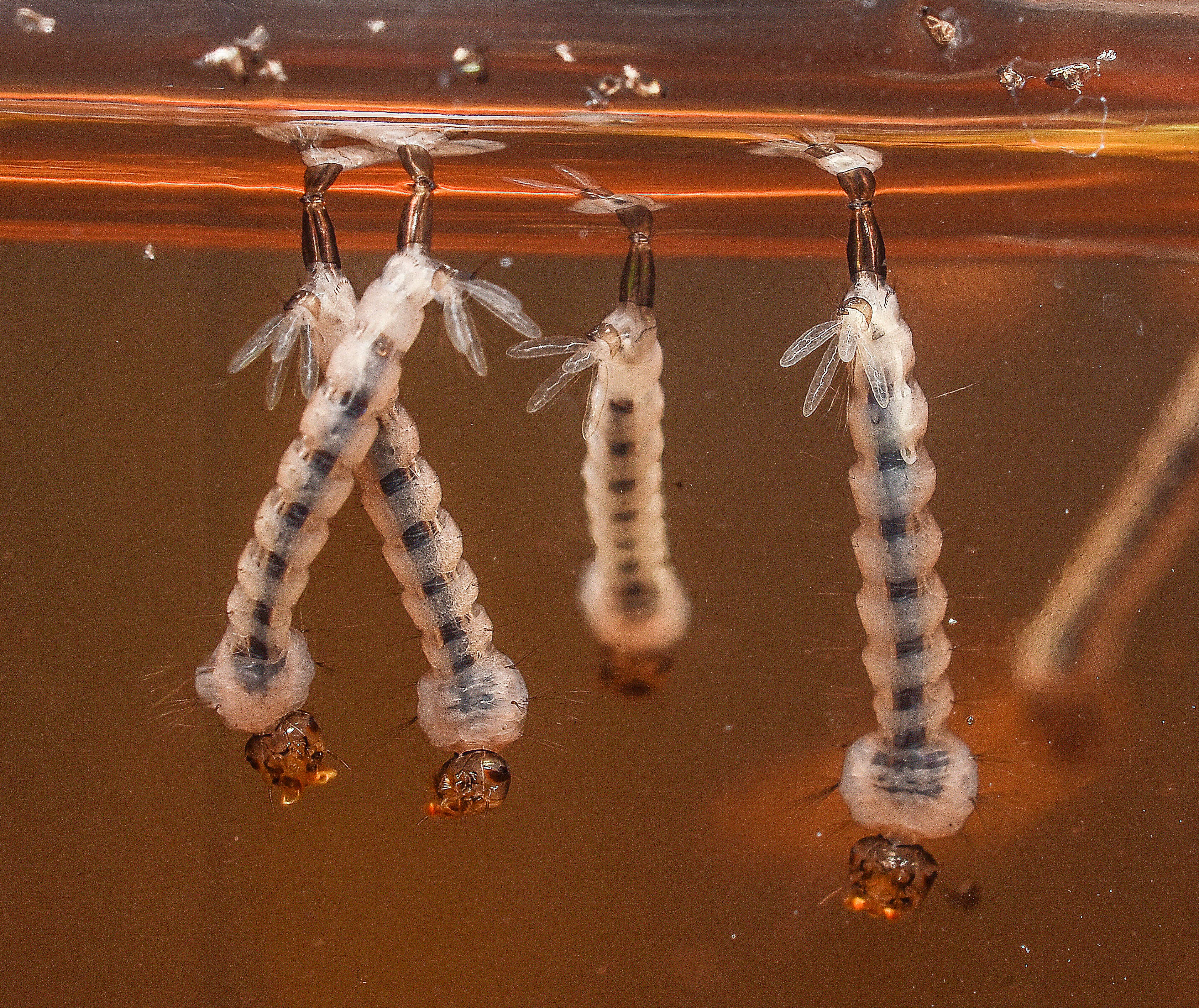 Mosquito larvae in standing water