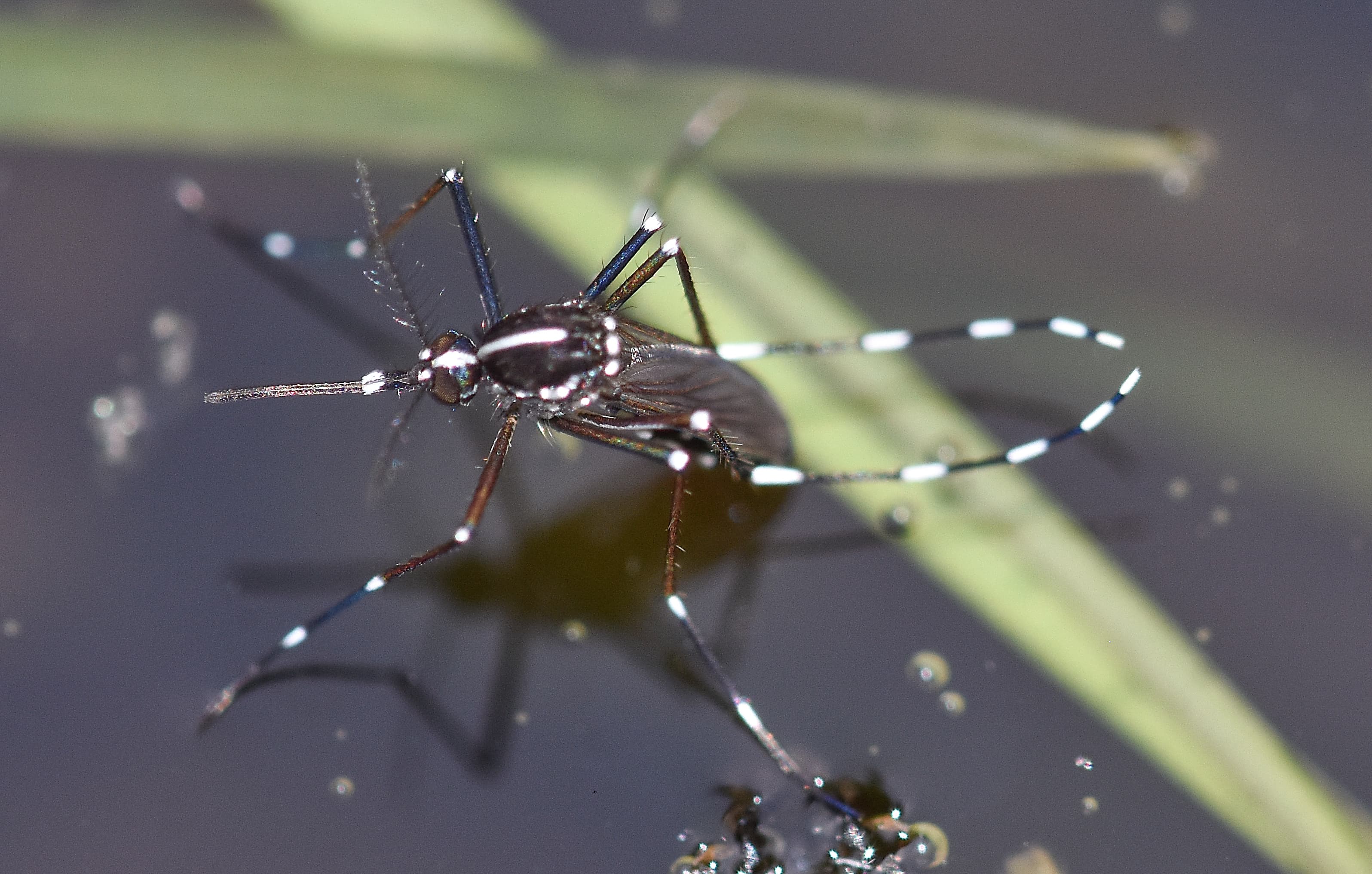 Mosquito on water surface