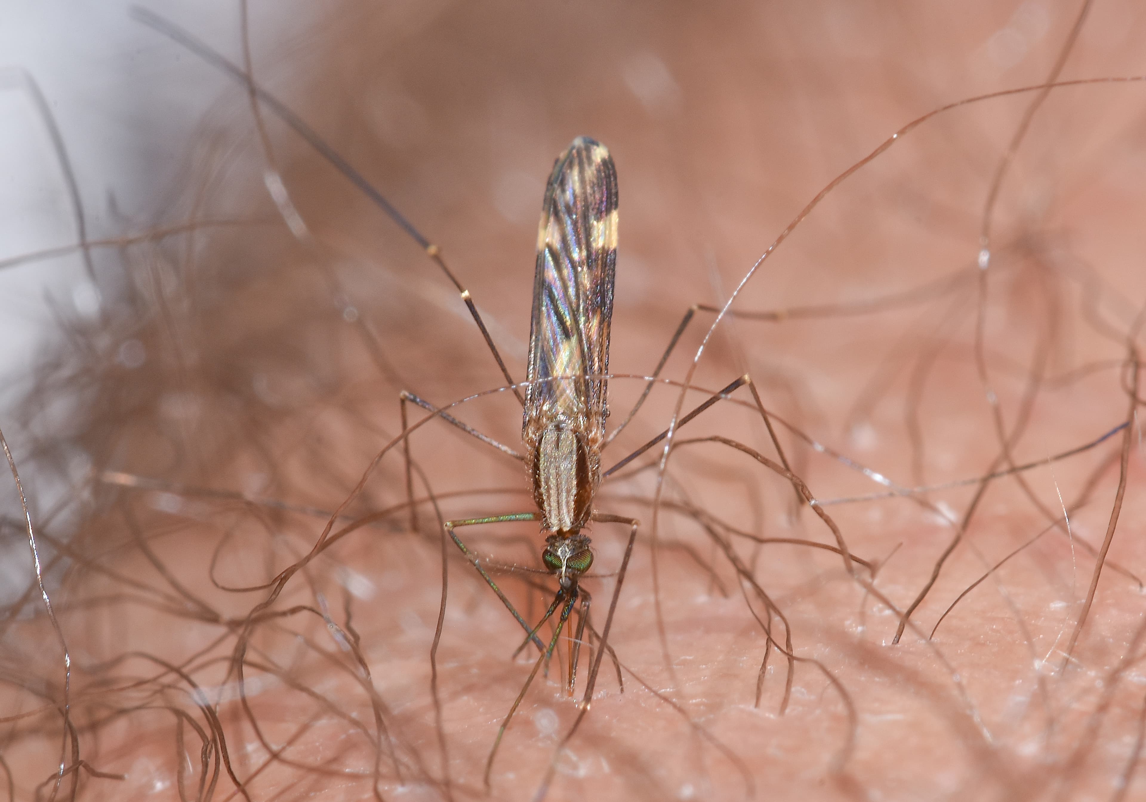 Mosquito species found in Florida