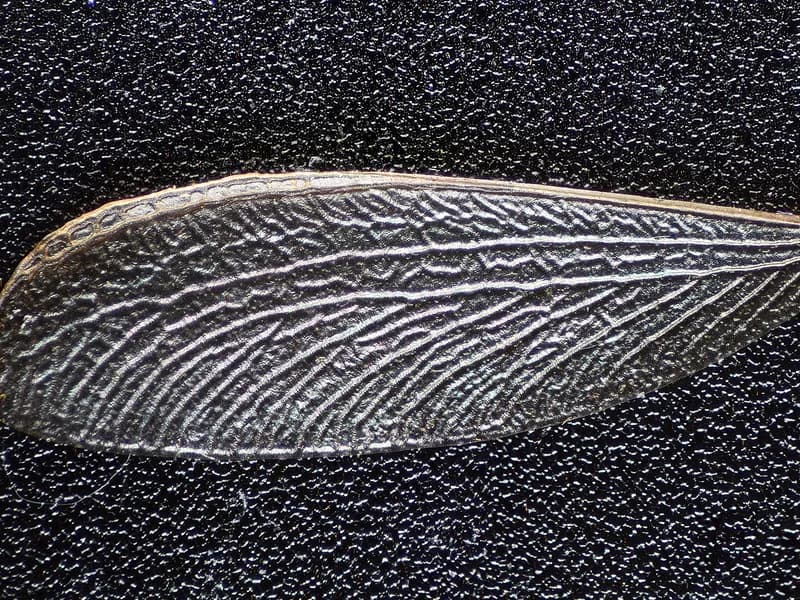 Termite treatment application on Florida home