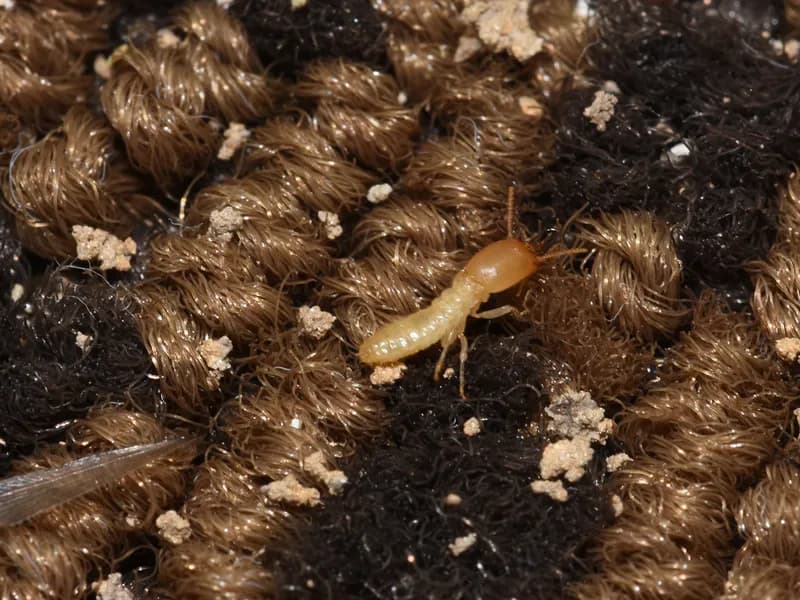 Signs of termite damage on wood structure