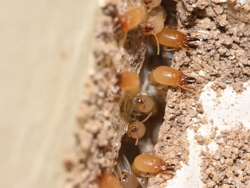 WDO inspection report by ABC technician