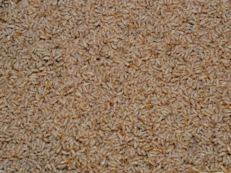 Subterranean termite treatment by ABC Pest Control, Inc. technician