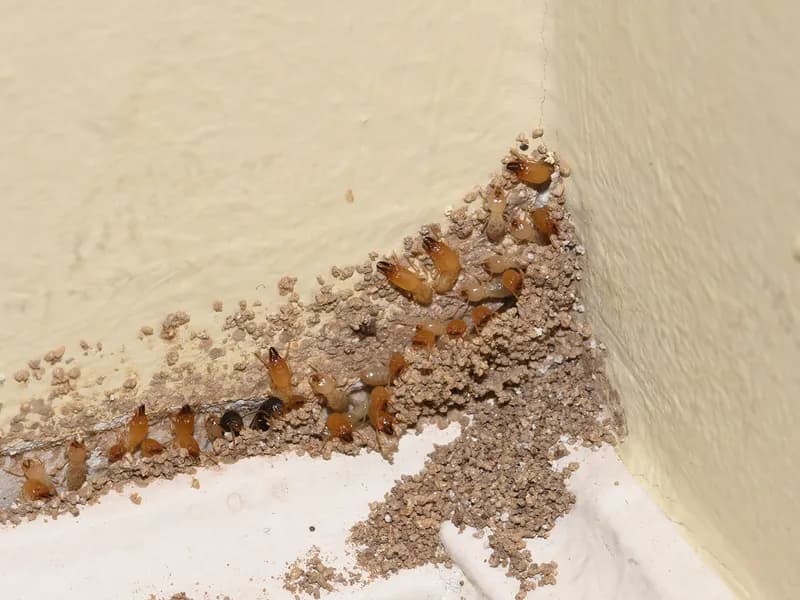 Termite inspection on Florida home foundation