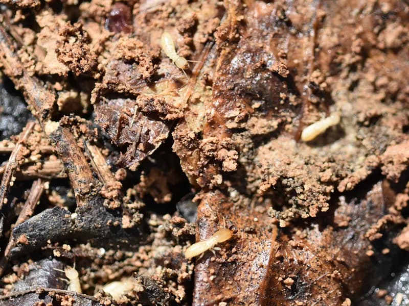 Termite control results after treatment