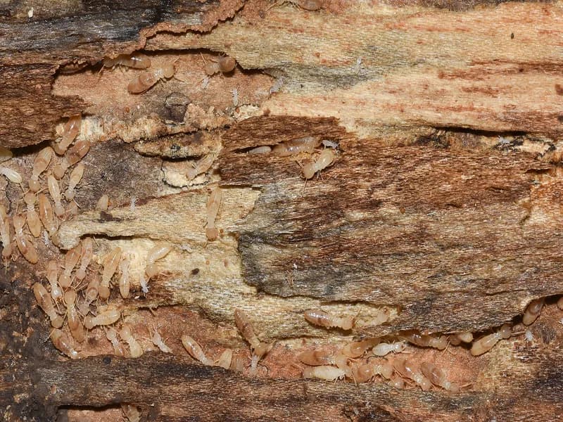 Termite damage inspection by ABC technician