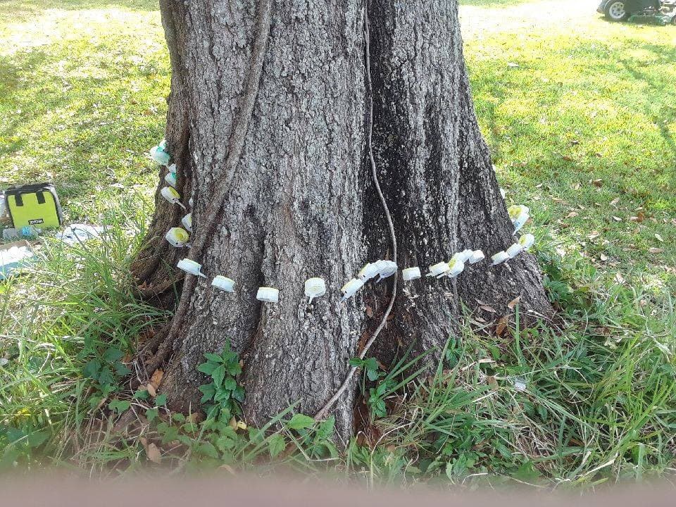 Professional tree injection by ABC technician