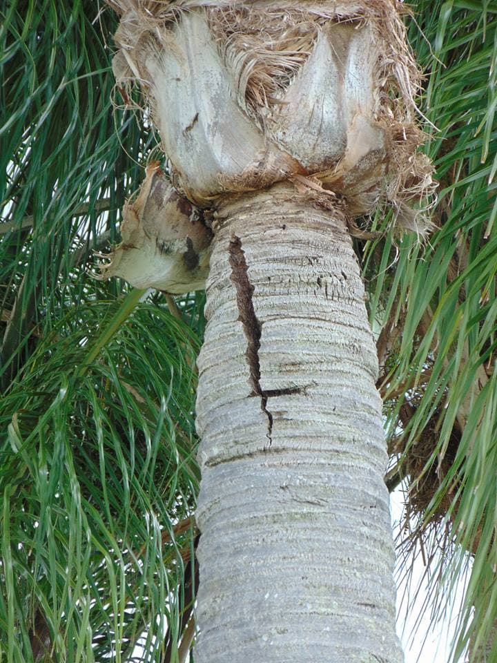 Tree injection results