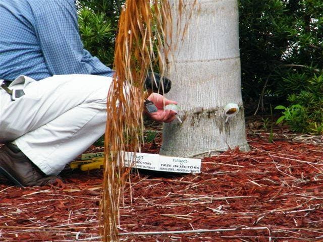 Palm tree injection treatment