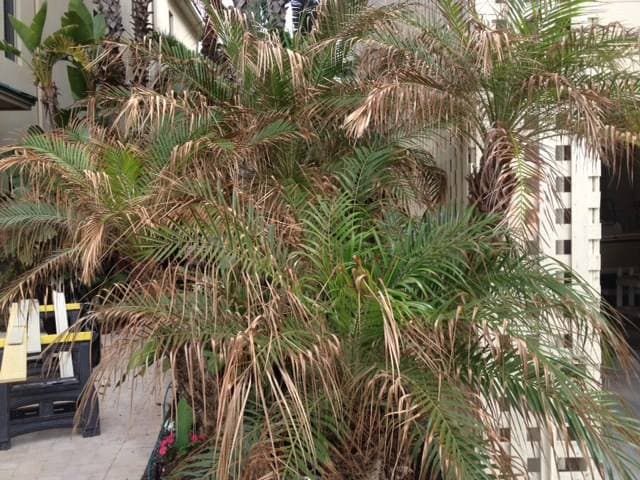 Tree injection procedure on palm tree