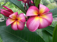 Plumeria Florida