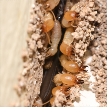 Termite Treatment & Control