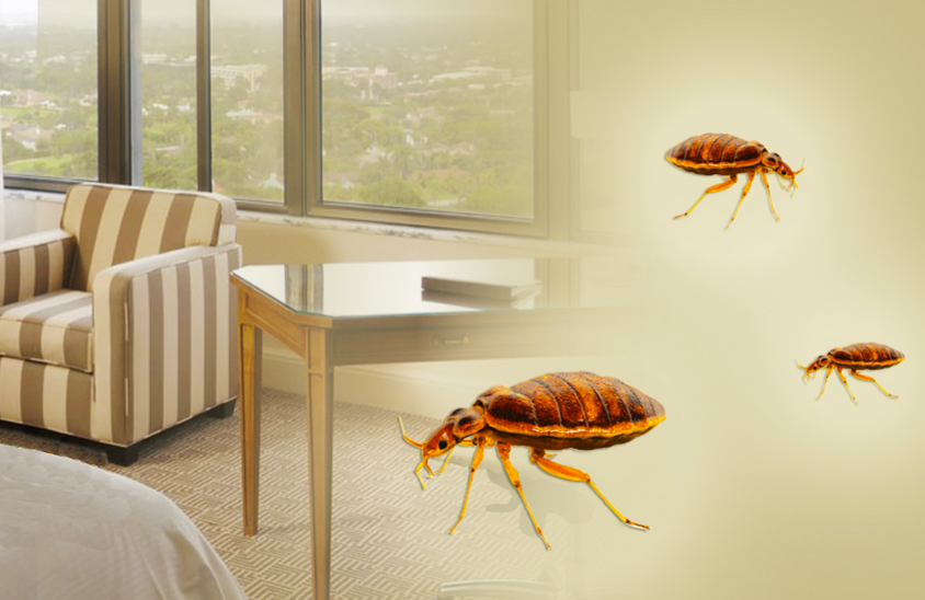 Image result for Bed Bugs control