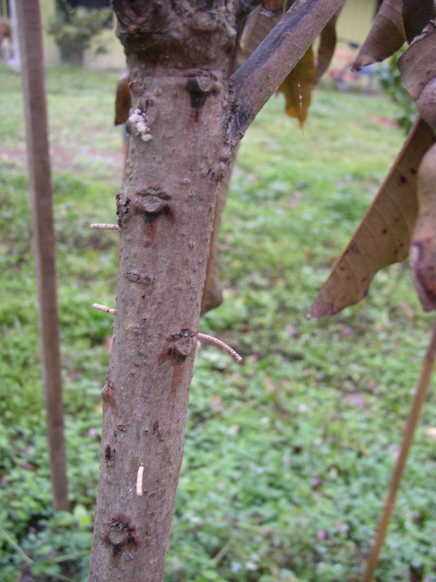 Redbay Ambrosia Beetles on mango tree stem in New Port Richey, FL in Tampa Bay