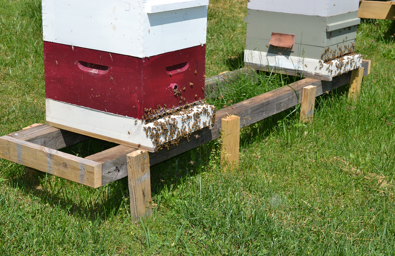 Bee & Wasp Removal | ABC Pest Control Inc.